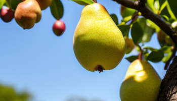 10 лучших сортов груш для посадки в саду: как выбрать и ухаживать за саженцами 10 лучших сортов груш для посадки в саду: как выбрать и ухаживать за саженцами